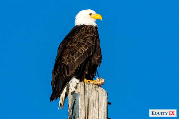 Blad eagles sits perched on top of pole with yellow beak and white head against blue sky in Jackson Hole Wyoming © Equity IX - SportsOgram - Leigh Ernst Friestedt